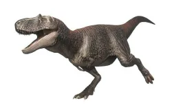 Albertosaurus Asset Pack Low-poly 3D model