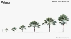 Bismarckia nobilis   Bismarck Palm  3D model