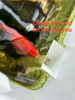 Black shell shrimp building