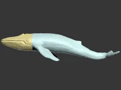 Blue Whale Printable 3D print model