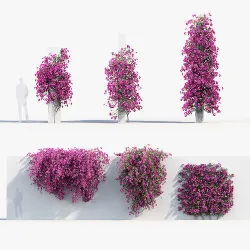 Bougainvillea Paper Flower 02 3D model