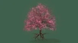 Cherry Tree  3D model