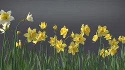 Daffodil Flower Kit  VFX Grace 3D model
