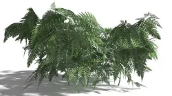 EVERYPlant Bracken 5 --16 Models-- 3D model