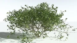 EVERYPlant European Blueberry 1 --16 Models-- 3D model