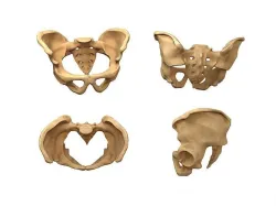 human pelvis low poly Low-poly 3D model