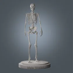 Human Skeleton Base Mesh Low-poly 3D model