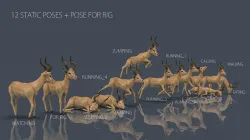 IMPALA POSES Low-poly 3D model
