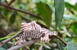 Multi-Color Tree Frog
