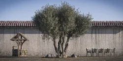 Olive Tree 02 RETOPO  3D model