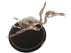 Penguin Skeleton Low-poly 3D model