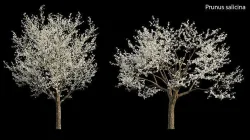 Prunus salicina - Chinese Plum - Japanese Plum 01 3D model