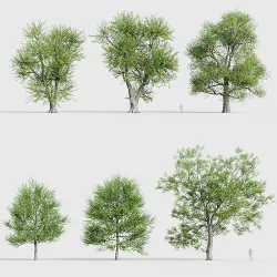 Ulmus laevis  European white elm 3D model