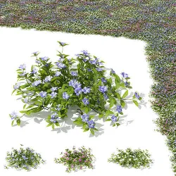 Vinca minor 3D model