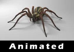 Wolf Spider Low-poly 3D model