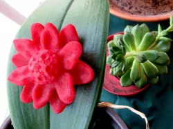 Floating Flower