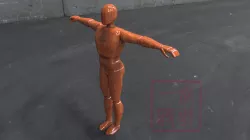 human body model