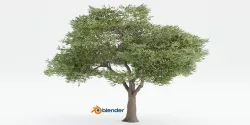 Acacia tree vol 15-Blender 3D model
