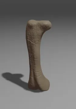 Apatosaurus Femur