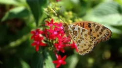Butterfly Agraulis vanillae Animated 3D model