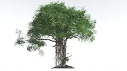 EVERYPlant Indian Rubber Tree 4 --16 Models-- 3D model