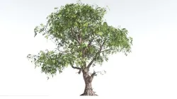 EVERYPlant Single-Leaf Pinyon Pine 1 --16 Models-- 3D model
