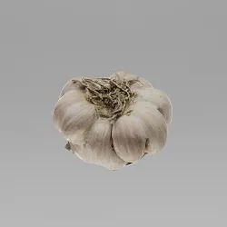Garlic 3D model