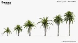 Phoenix sylvestris  Wild Date Palm  3D model