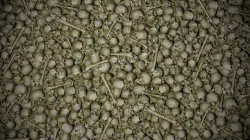 Pile of bones with moss  Texture