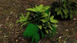 Plants  3D model