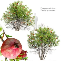 pomegranate tree 3D model
