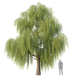 Willow Tree 3D model