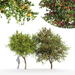 2tree - Apple fruit tree Tangerine fruit tree 3D model