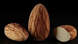 3d Model Almond Fruit 3D model