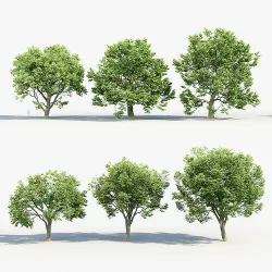 Acer pseudoplatanus Sycamore maple 3D model