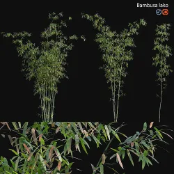 Bamboo - Bambusa lako 02 3D model