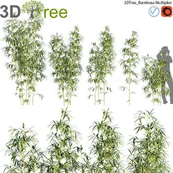 Bambusa Multiplex - Hedge Bamboo 01 3D model