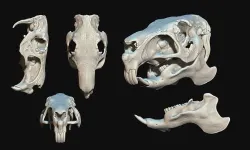 Capybara - Hydrochoerus hydrochaeris -  Skull CNC and 3D print model
