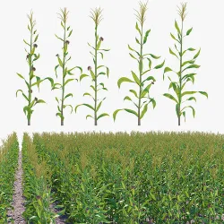 Corn field 3D model