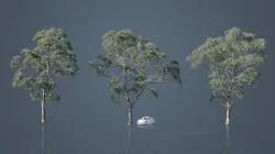 Eucalyptus Willow Trees Low-poly 3D model