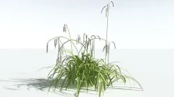 EVERYPlant Pendulous Sedge 1 --14 Models-- 3D model