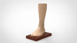 FOOT Cad Model