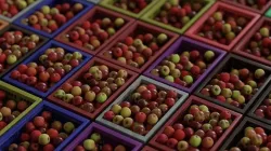 Fruit Basket 3D 3D model
