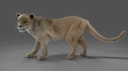 Fur Lioness V01 Rigged and Animation in Blender Low-poly 3D model