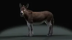 Grey Donkey Animated 3D model