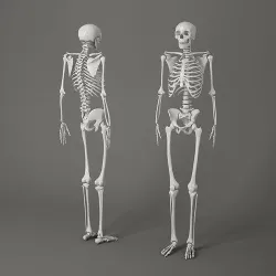 Human Skeleton Caucasian 3D model 3D model