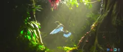 Humming  Bird Mesh 3D model