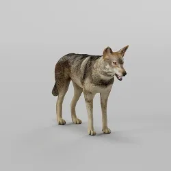 Indian Gray Wolf Low-poly 3D model