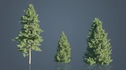 Japanese Umbrella Pine Trees Low-poly 3D model