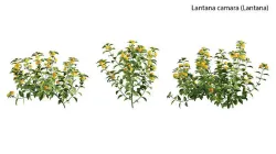 Lantana camara 3D model